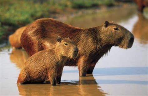 ¿dónde Viven Los Capibaras Cuanto Viven Los Animales