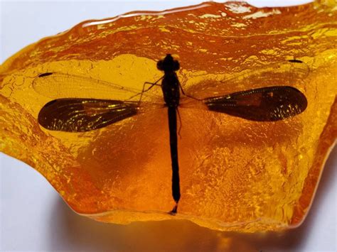 Dragonfly In Amber Resin Size Small Rock For Outlander By Diana