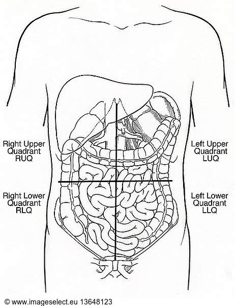 Anatomical illustration of the abdominal quadrants: right upper quadrant (RUQ) and right lower ...