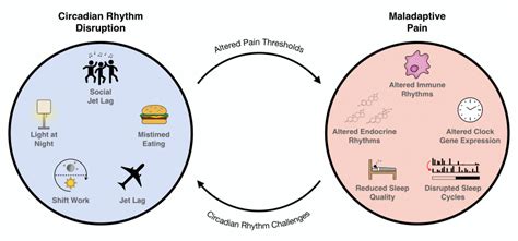 Disruption Of Circadian Rhythms And Maladaptive Pain A Feedback Loop