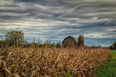 In The Cornfield Photograph By Carol Ward Pixels