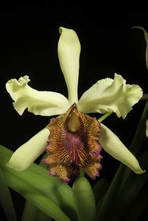 cattleya dowiana var aurea maestranza linden bswill flickr