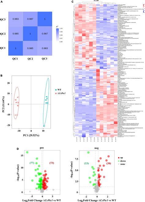 Frontiers A Putative Terpene Cyclase Gene CcPtc1 Is Required For