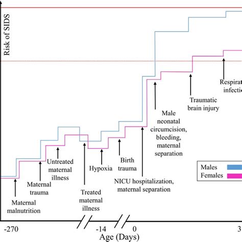 Illustrating How Sids Is Explained By The Allostatic Load Model For