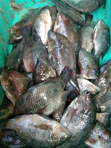 B Tilapia Fish For Restaurant Packaging Type Box At Rs 1 Box In