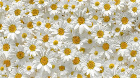 White Chamomile Flower Pattern Seamless Wallpaper Background 47426374