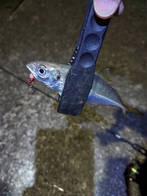 陸っぱり釣行記 三重県 尾鷲～大曽根浦 アジング タチウオ 陸っぱり 釣り・魚釣り 釣果情報サイト カンパリ