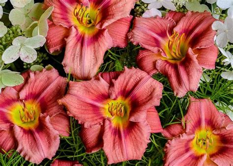 Reblooming Daylilies Ros Eyes Pink Blossom Day Lilies Tropical