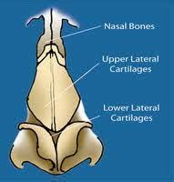 nasal cartilage anatomy - Explore Plastic Surgery