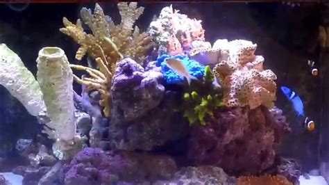 100 Gallons Saltwater Aquarium With Blueheaded Wrasse Queen Angelfish