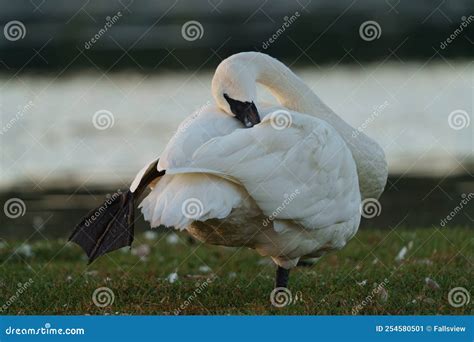 Trumpeter Swan Resting At Lakeside Stock Image Image Of Bird Long