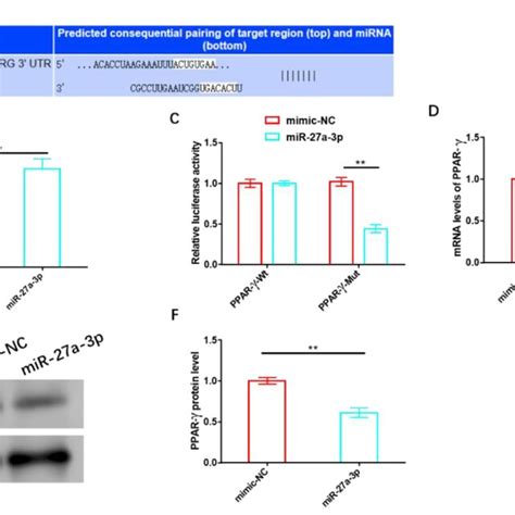 MiR 27a 3p exerts a negative regulatory effect on PPAR γ A Targeting