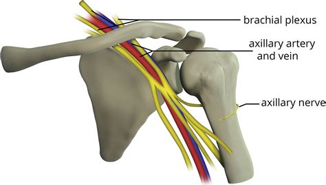 Coracoid Process The Lighthouse Of The Shoulder Radiographics