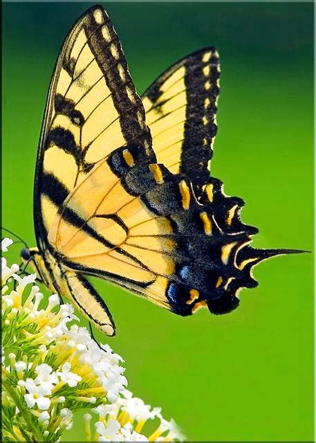 Pictorial Dictionary: Yellow Swallowtail Butterfly