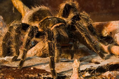 Tarantula Pet Guide For Beginners Tarantula Pets