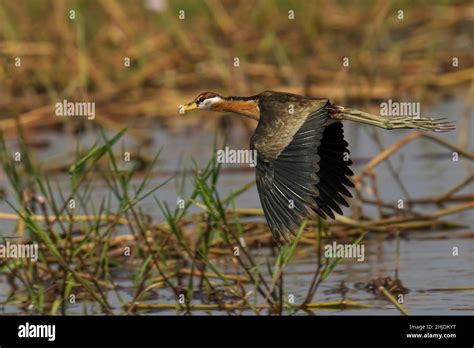 Bronze Winged Jacana Bird At A Pond Stock Photo Alamy