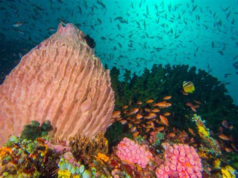 When is Stinger or Jellyfish Season in Airlie Beach (Whitsundays)?