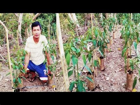 PLANTING SILING LABUYO IN A BAMBOO PAANO MAGTALI NG SILING LABUYO