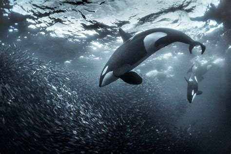 Herring Run Orcas Norway Photos George Karbus Photography