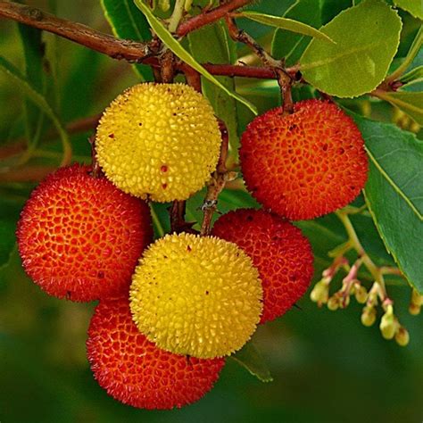 Strawberry Tree Seeds - Etsy