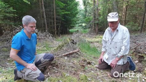 Fischadler Nachwuchs Im Forstbetrieb Burglengenfeld Wohlauf Onetz