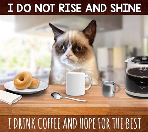 I Do Not Rise And Shine I Drink Coffee And Hope For The Best ☕️ I Drink Coffee Cat Coffee