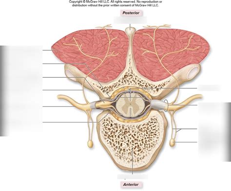 Spinal Nerve Branches Diagram Quizlet