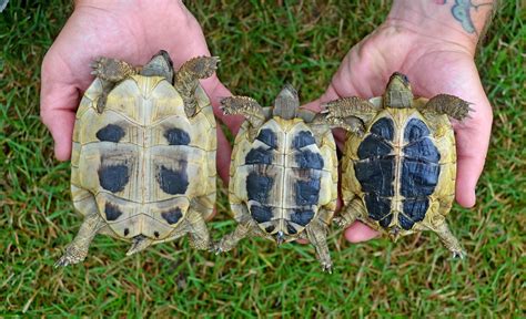 Comparing Hermann's Tortoise Subspecies | hermannihavenhome