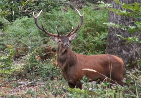 Brame du cerf en forêt de Tronçais GuideVoyageur fr