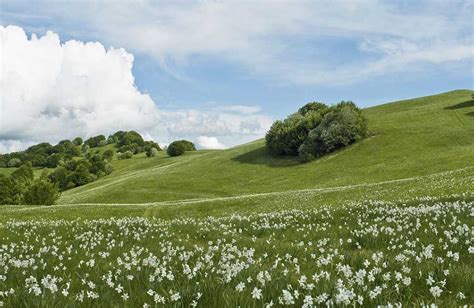 Fiori Recisi Come Farli Durare A Lungo La Casa In Ordine