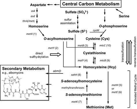 Constructed Sulfur Amino Acid Metabolism And The Linked Metabolic