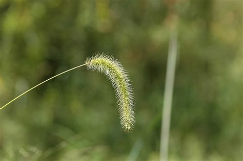 Field Biology In Southeastern Ohio Pass The Grass