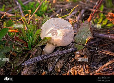 Agaricus Bisporus Wild Hi Res Stock Photography And Images Alamy