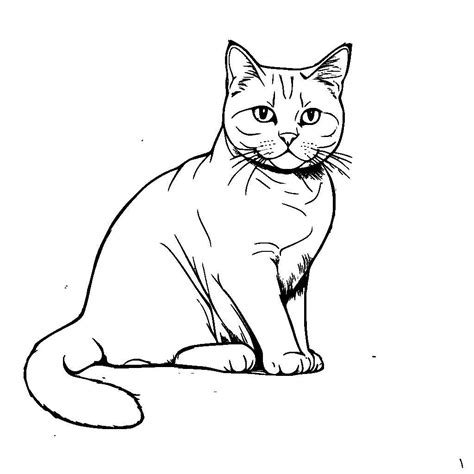 Free British Shorthair Cat Vector SVG K40 Laser Cutter