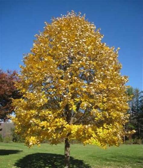 Липа мелколистная Винтер Орандж купить в Москве саженцы Tilia cordata