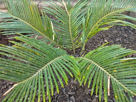 Sago Palm Guide - Everything You Need to Know