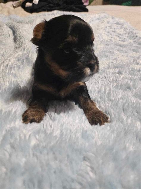 Szczeniak Yorkshire Terrier Bydgoszcz Olx Pl