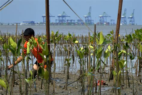 Tanam Mangrove Hut Ke Basarnas Di Makassar Antara Foto