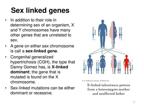 The “wolfman” And The Chromosomal Basis Of Heredity By Nancy Rice Ppt