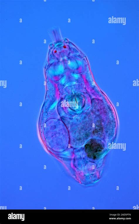 Rotifer Polarised Light Micrograph Of A Rotifer Phylum Rotifera