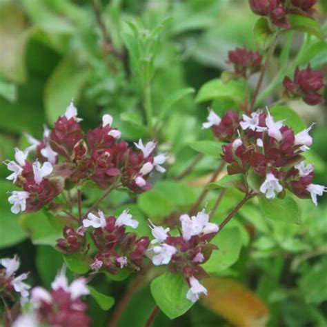 Wilde Marjolein Origanum Vulgare Kwekerieje