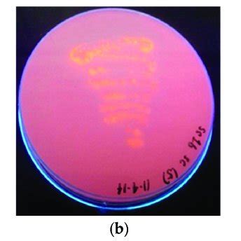 (a) Lipolytic activity clearing zone on tributyrin agar; (b) lipolytic ...