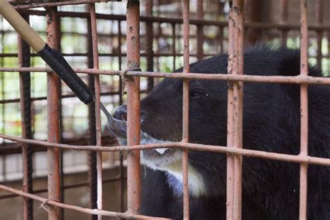 Five Moon Bears Rescued By Hong Kong Based Charity From Bile Farm In