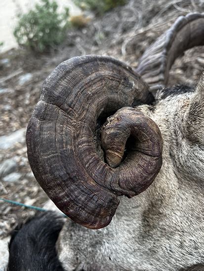 Hunt of an extraordinary ibex | Hunting Blog | IBERHUNTING