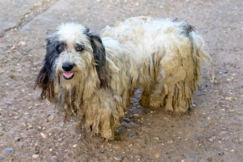 Verfilztes Fell Bei Hunden Richtig Pflegen Tipps