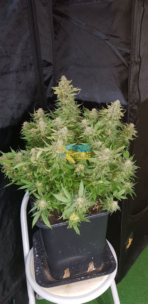 Fast Version F Cream Caramel Sws Feminized Sweet Seeds