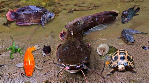 Menemukan Ikan Gurame Besar Di Sungai Ikan Lele Ikan Cupang Kura