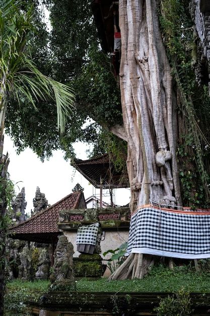 premium photo trees wrapped  typical balinese blankets