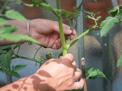 Tomaten Pflanzen Und Pflegen Anleitung Rundum Den Anbau