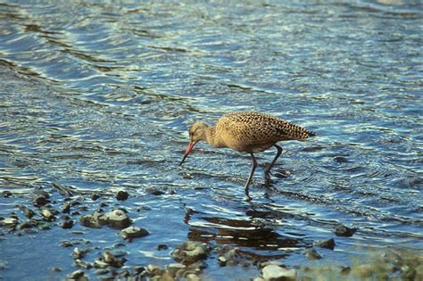 Marbled Godwit - Limosa fedoa - NatureWorks